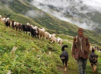 उत्तराखंड-कश्मीर-हिमाचल के चरवाहों पर मौसम की मार, जानबूझ कर ख़ामोश सरकार