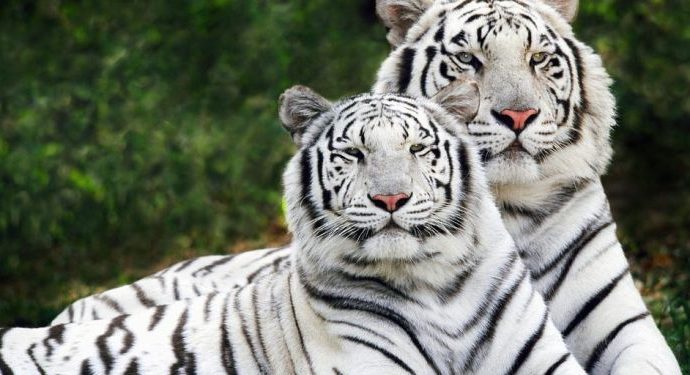 बाघ अंग तस्करी में भारत दुनिया में अव्वल, उत्तराखंड समेत 3 राज्यों में देश के 50% से ज्यादा बाघ